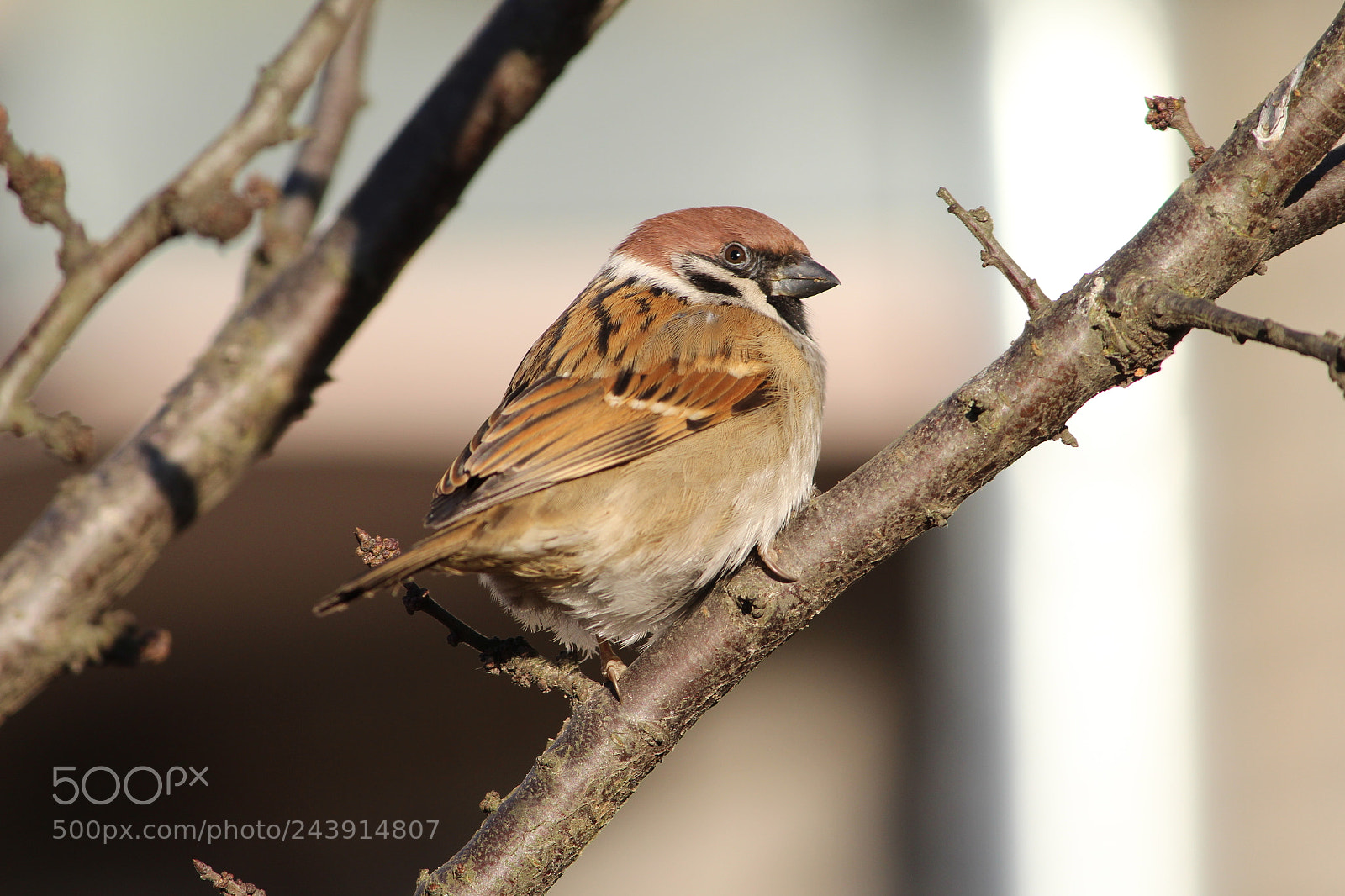 Canon EF-S 55-250mm F4-5.6 IS II sample photo. Untitled photography