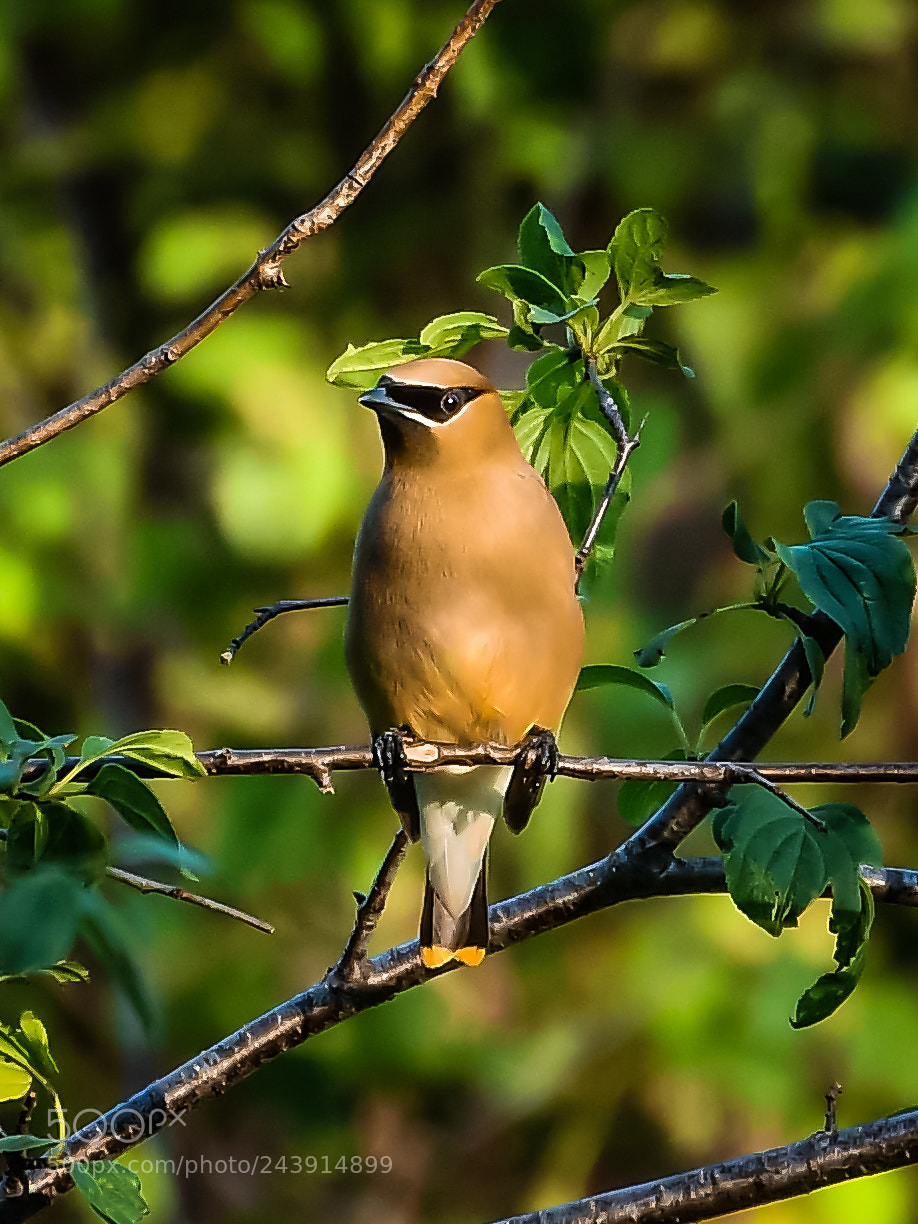 Nikon D500 sample photo. Spy photography
