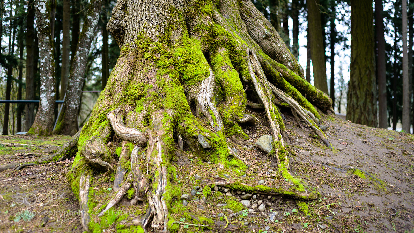 Nikon D800 sample photo. Roots photography