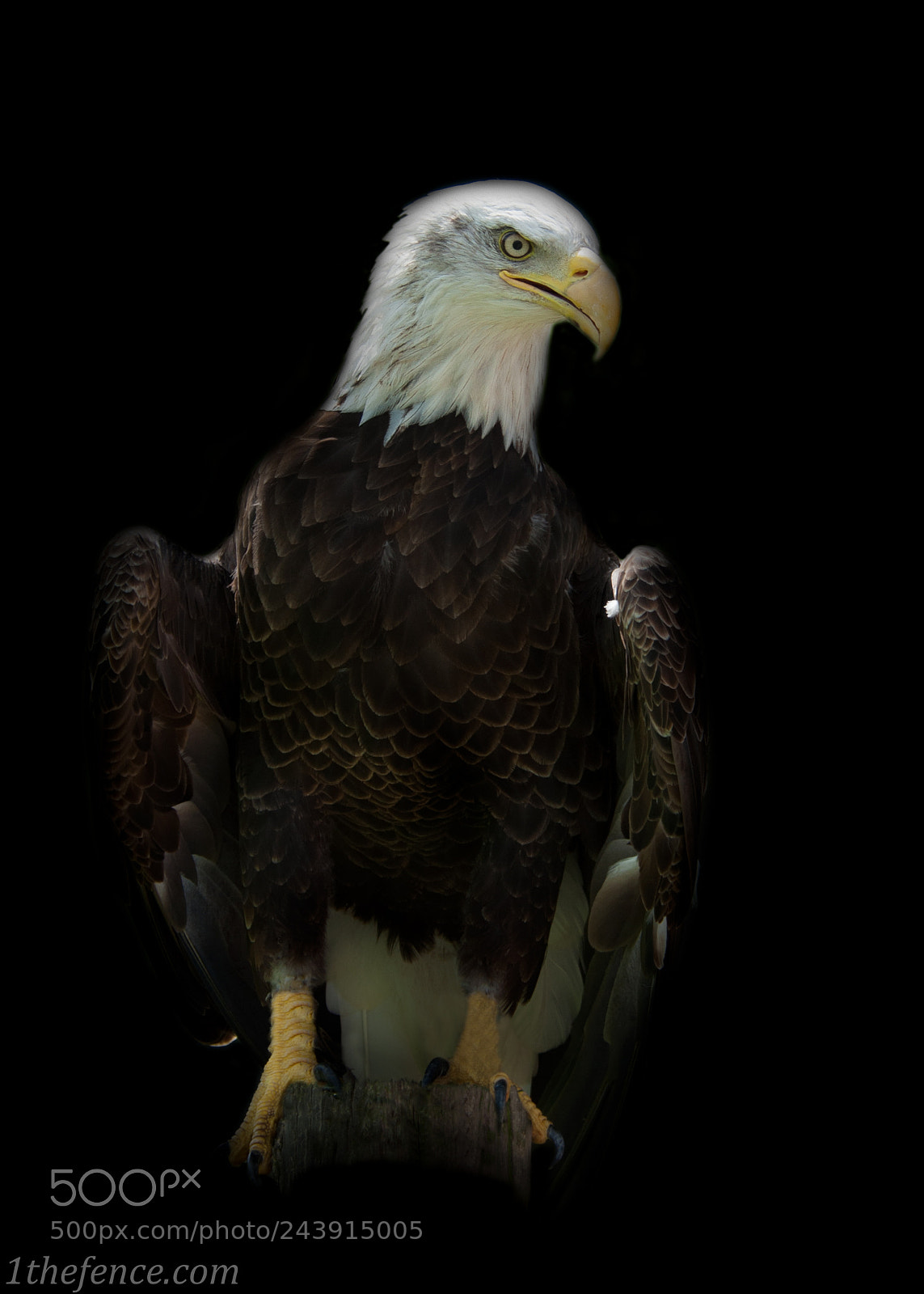 Nikon D90 sample photo. Bald eagle photography
