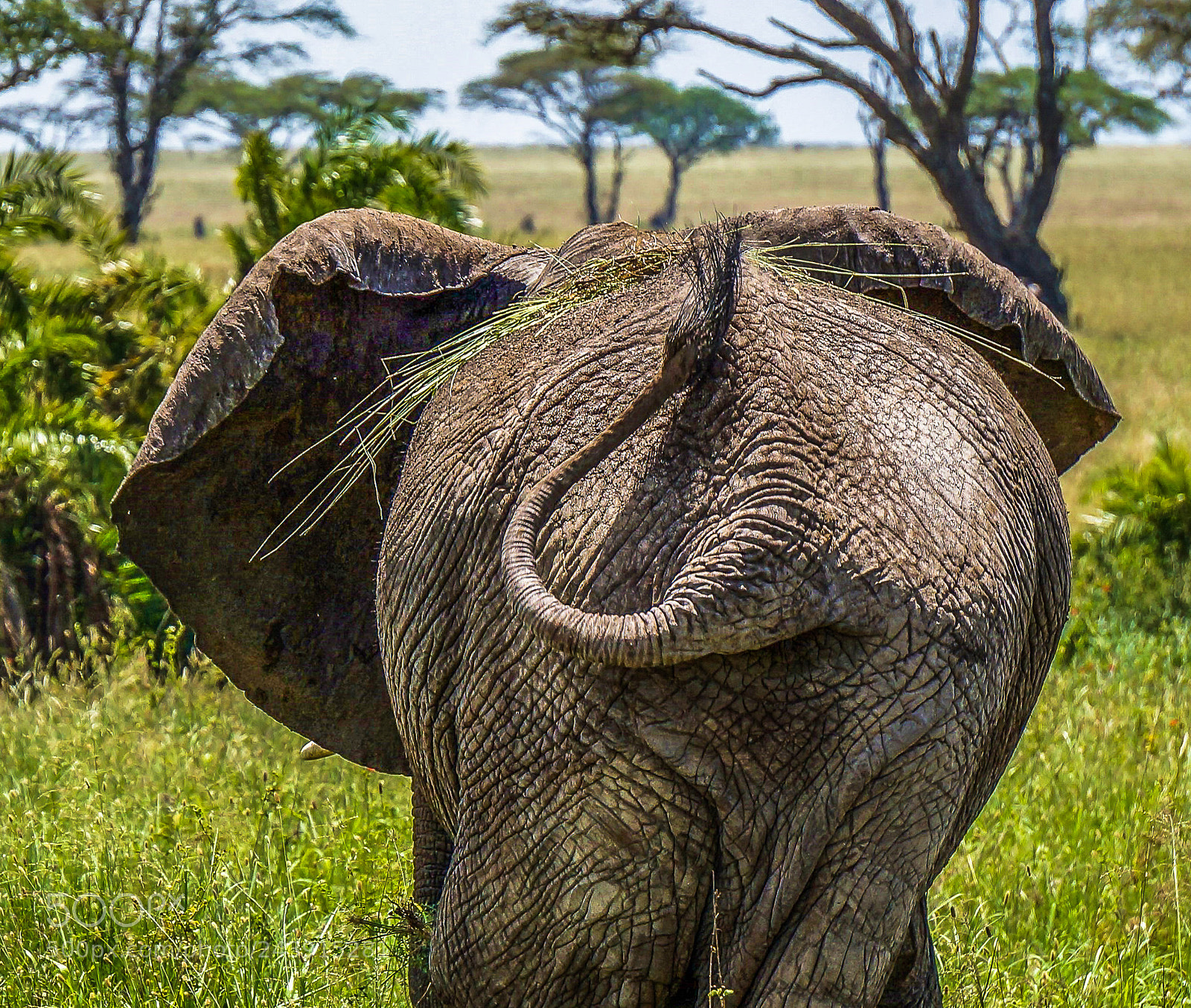 Sony Alpha NEX-3N sample photo. Sportive elephant photography