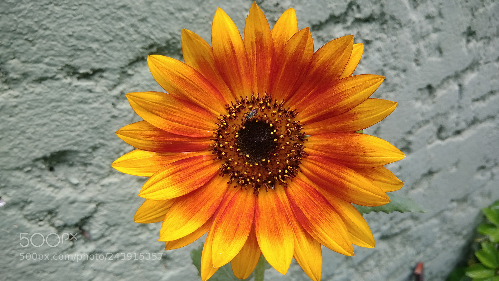 ASUS ZenFone 3 Max (ZC553KL) sample photo. Red sunflower photography