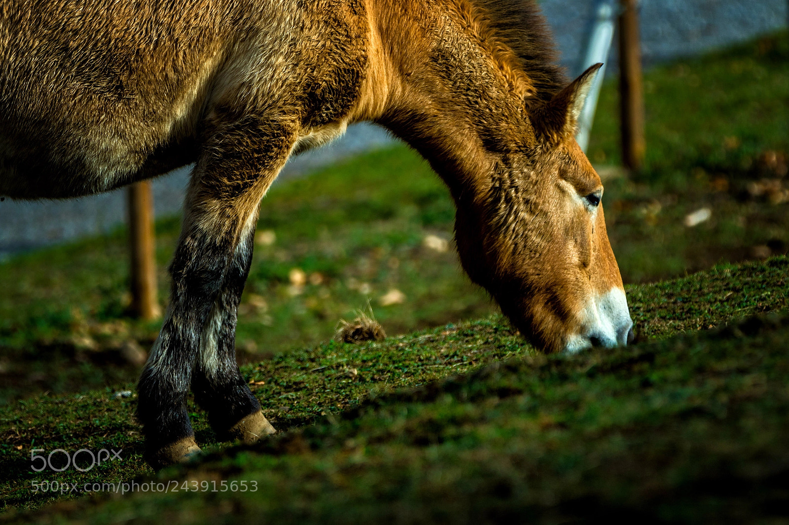 Canon EOS 7D Mark II sample photo. Przewalski's horse photography
