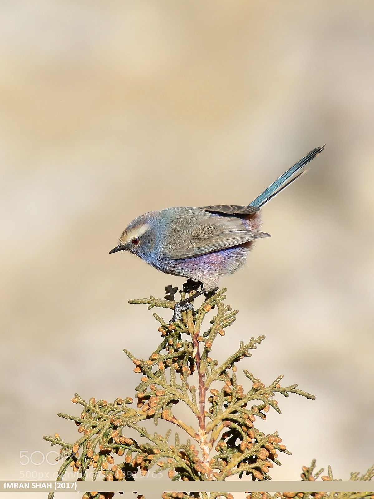 Canon EOS 7D Mark II sample photo. White-browed tit warbler leptopoecile photography