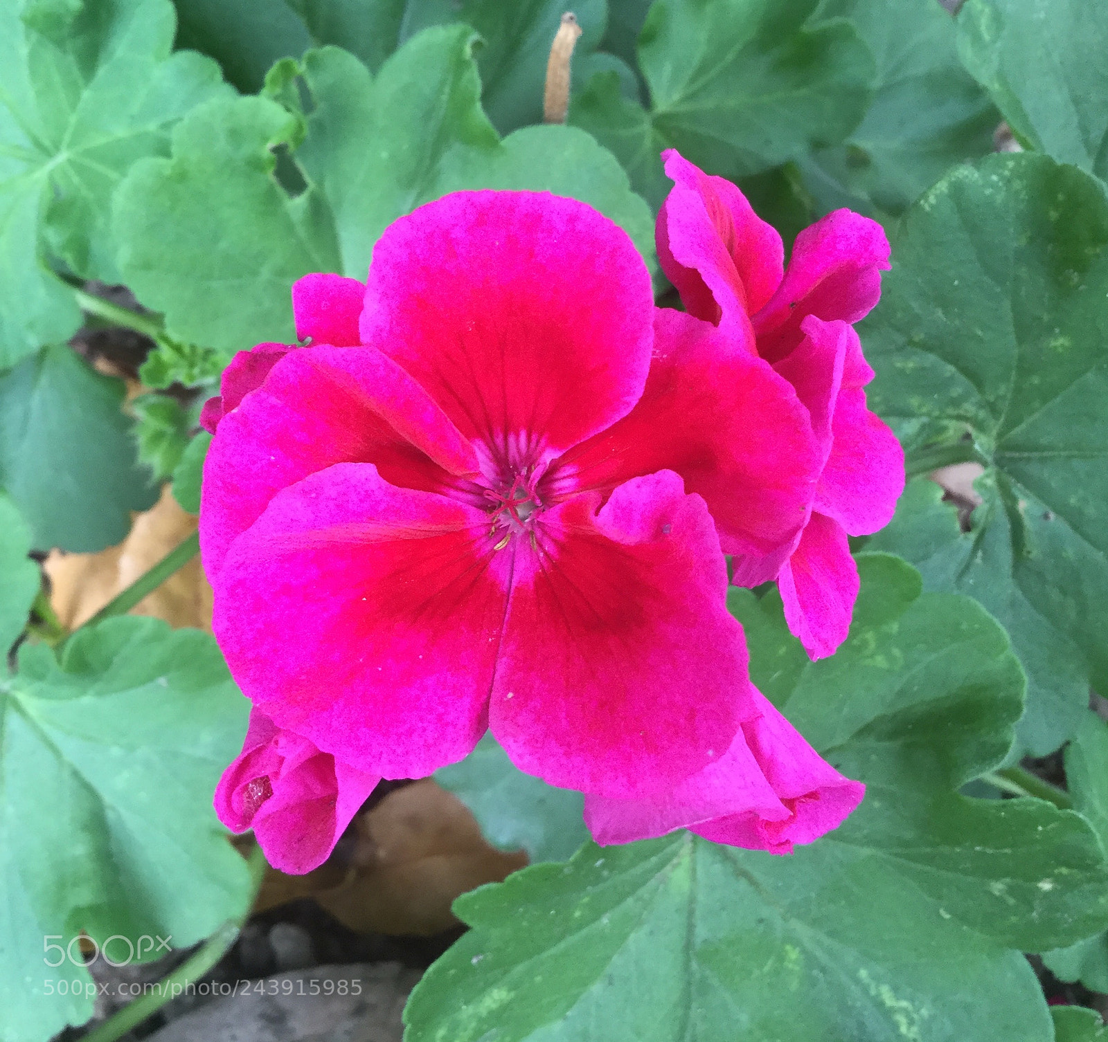 Apple iPod touch sample photo. Luminescent pink geraniums photography
