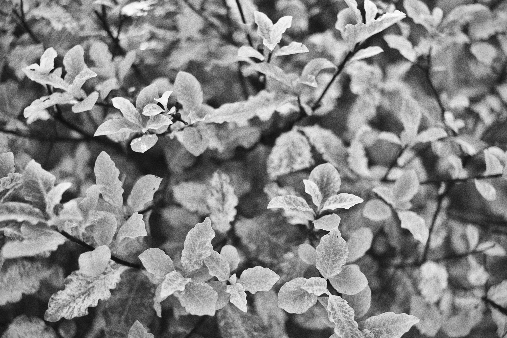 Canon EF-S 24mm F2.8 STM sample photo. Feuilles cousues de fil noir photography
