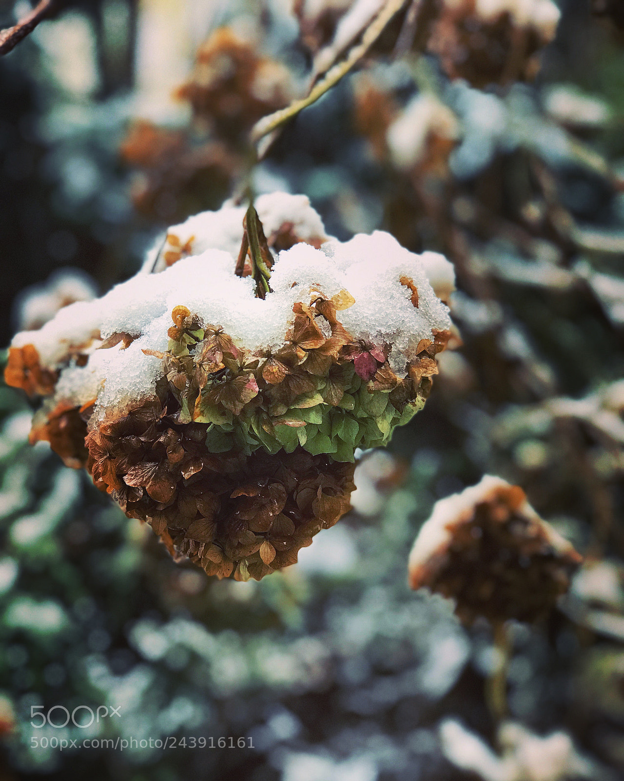 Apple iPhone 7 Plus sample photo. Winter... photography