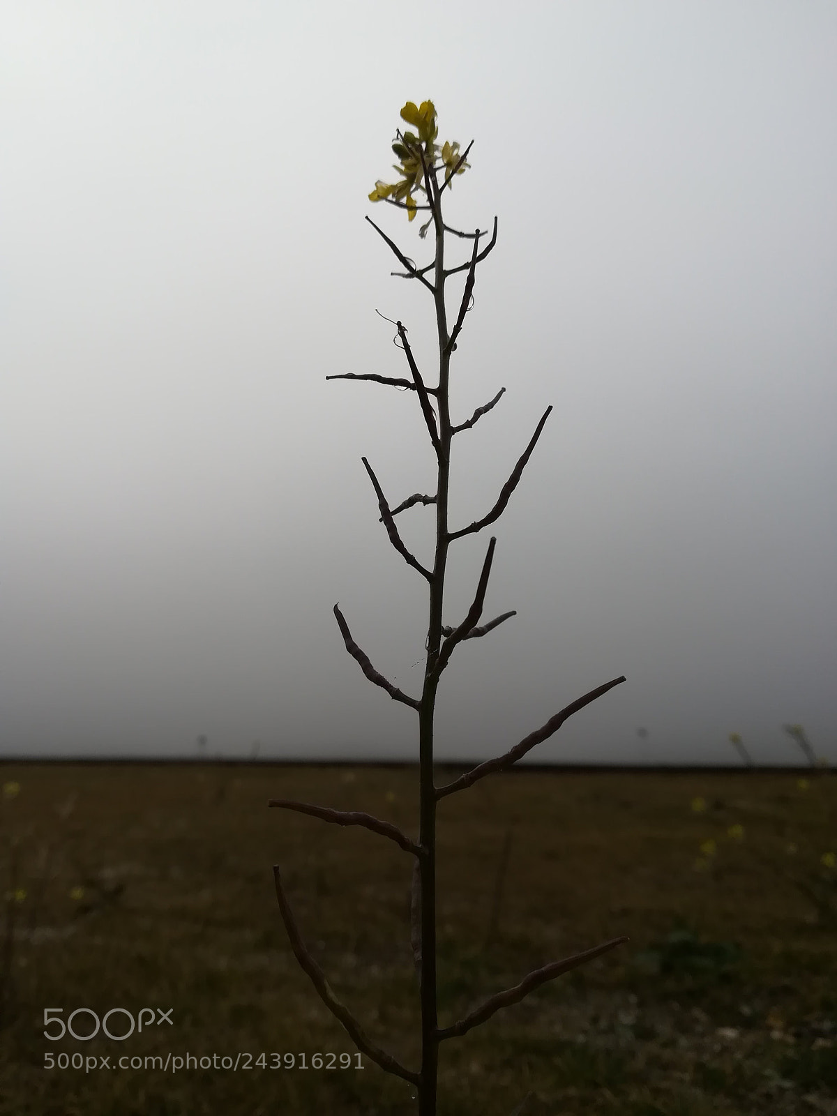 HUAWEI P10 lite sample photo. Foggy morning photography