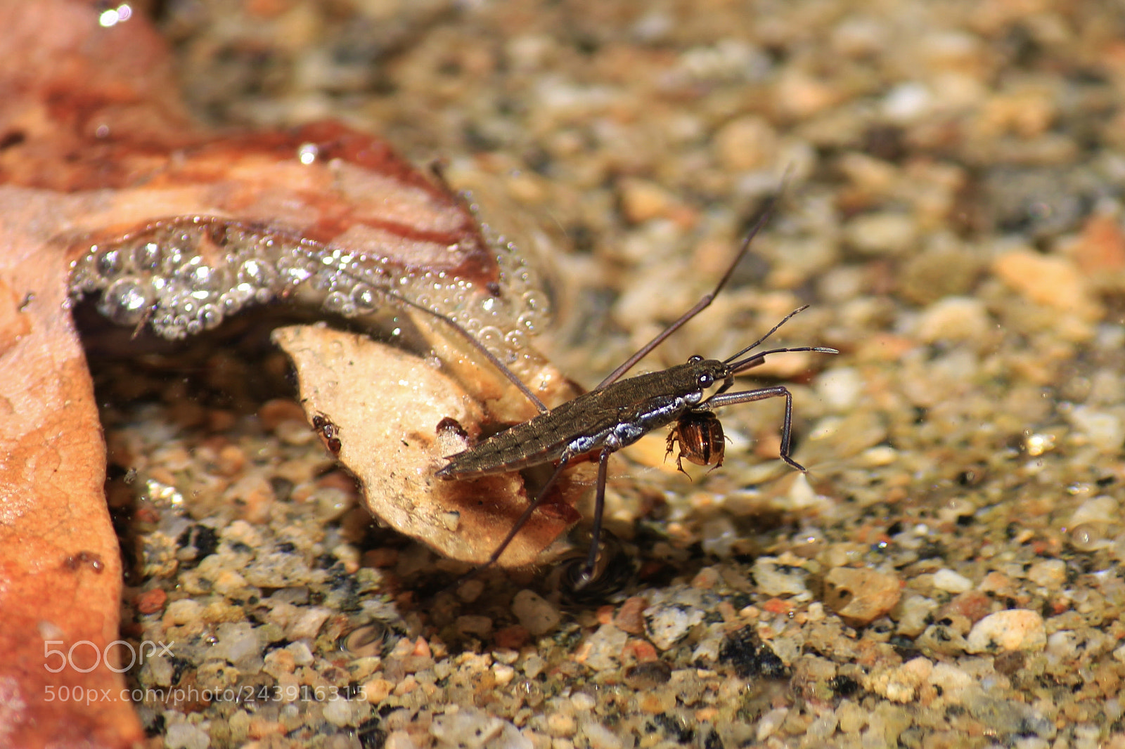 Canon EOS 60D sample photo. Bug eat vug world photography