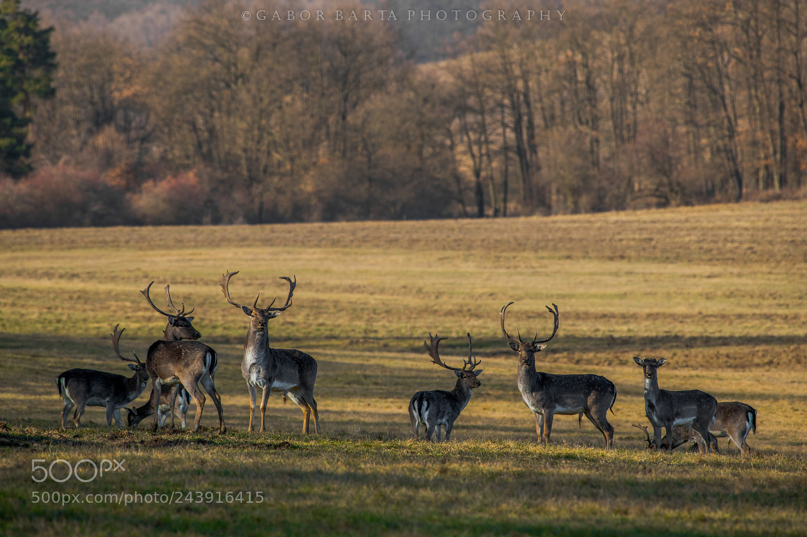 Nikon D850 sample photo. Fallow deers in january photography