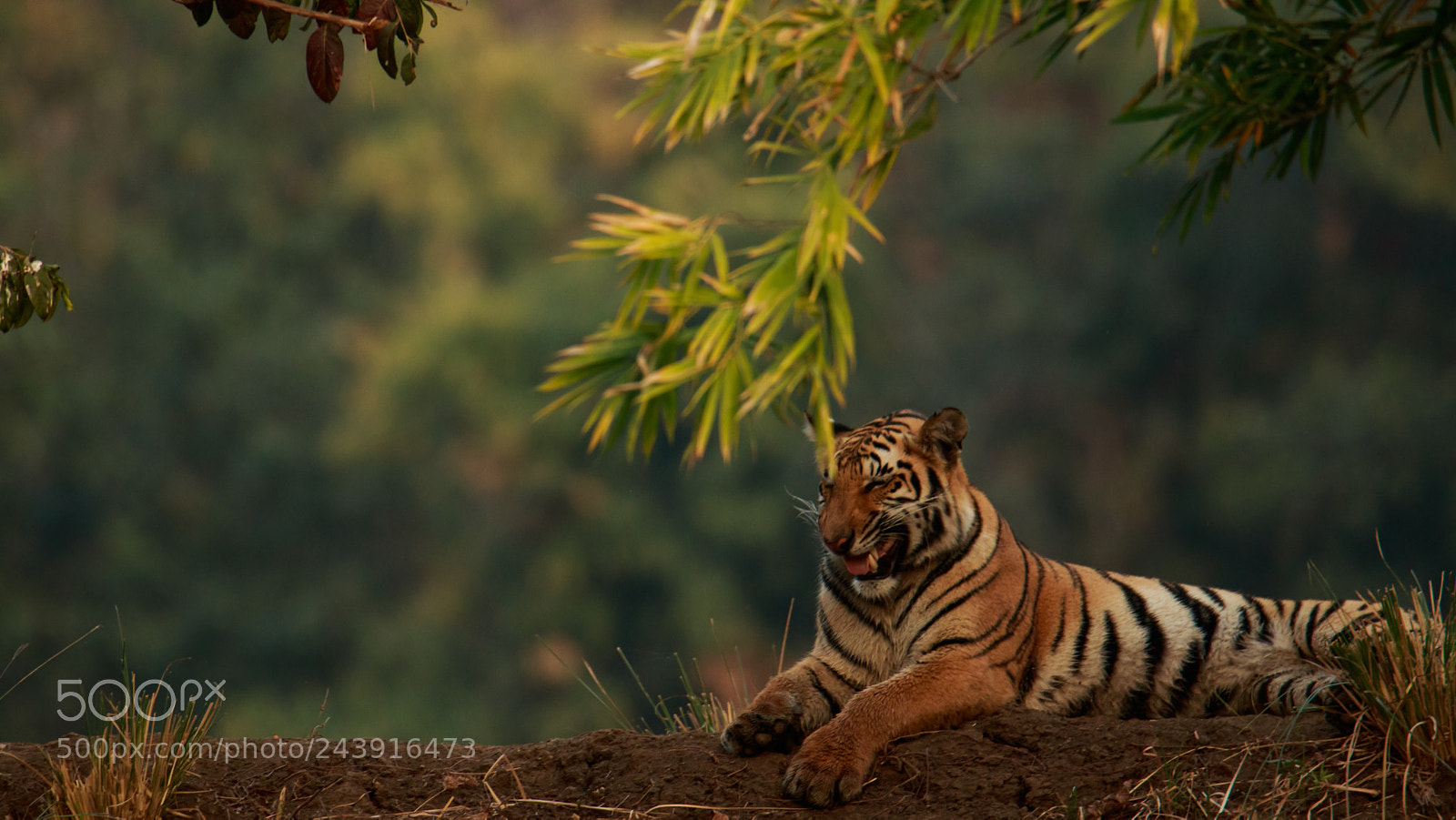 Canon EOS 7D Mark II sample photo. Laughing tiger photography