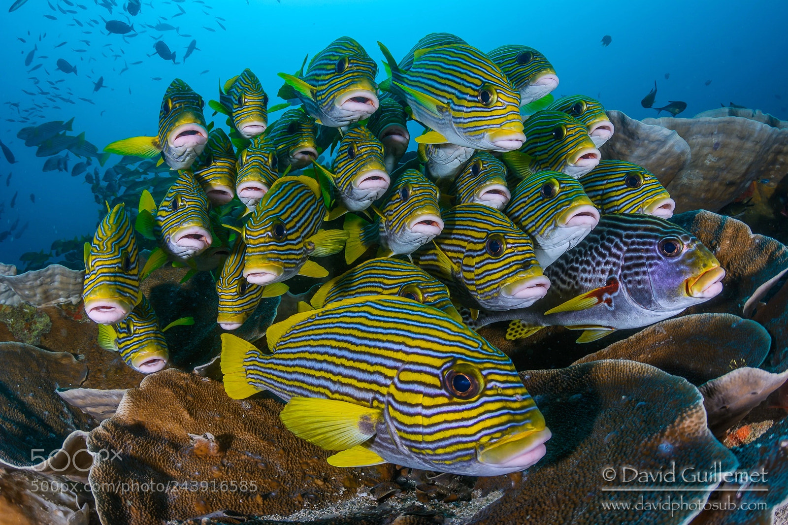 Nikon D7100 sample photo. Sweetlips aggregation photography