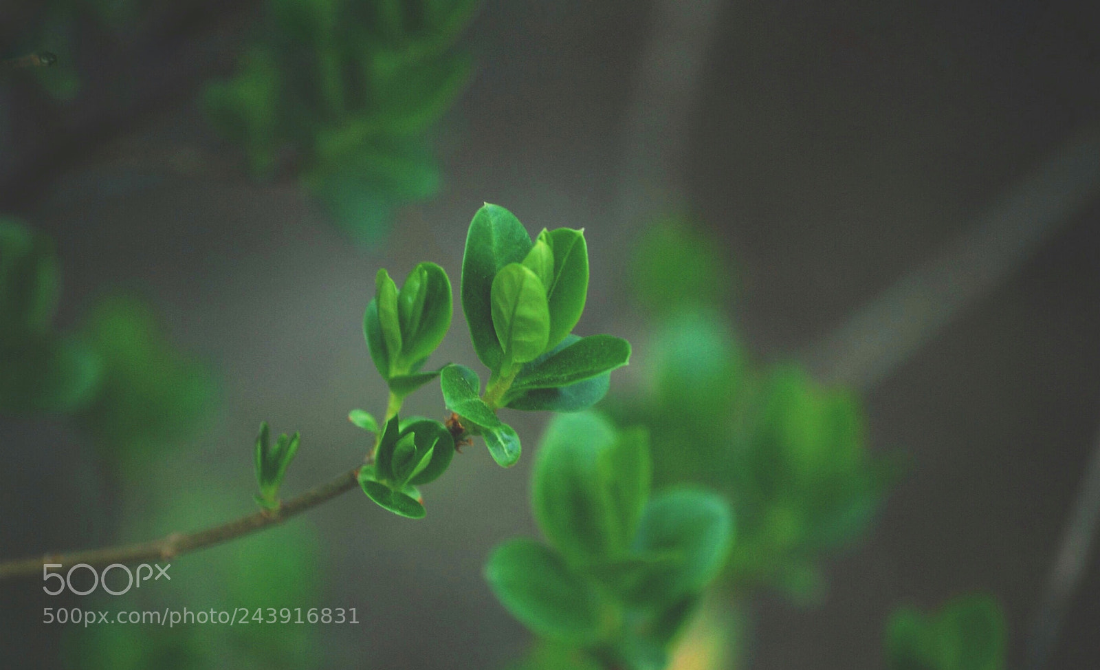 Nikon D40 sample photo. Greeny ❤️ photography