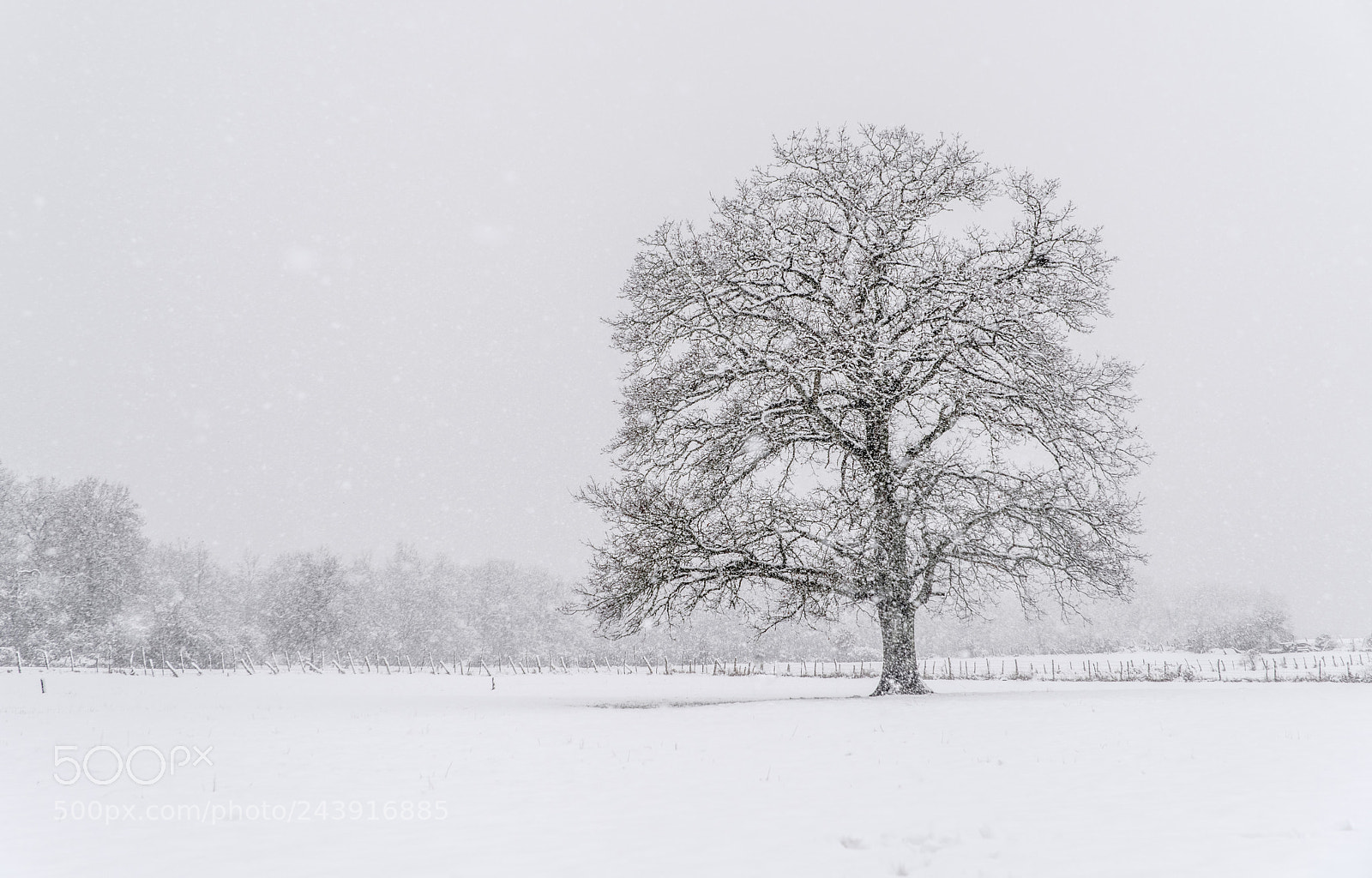 Nikon D810 sample photo. Snow blizzard photography