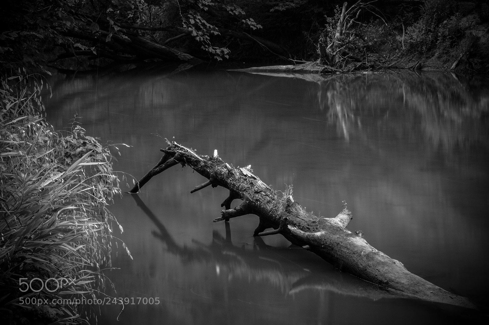 Canon EOS 500D (EOS Rebel T1i / EOS Kiss X3) sample photo. From the river bank photography