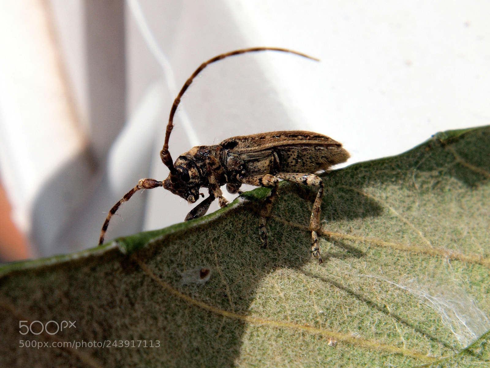 Olympus E-620 (EVOLT E-620) sample photo. Deroplia annulicornis photography
