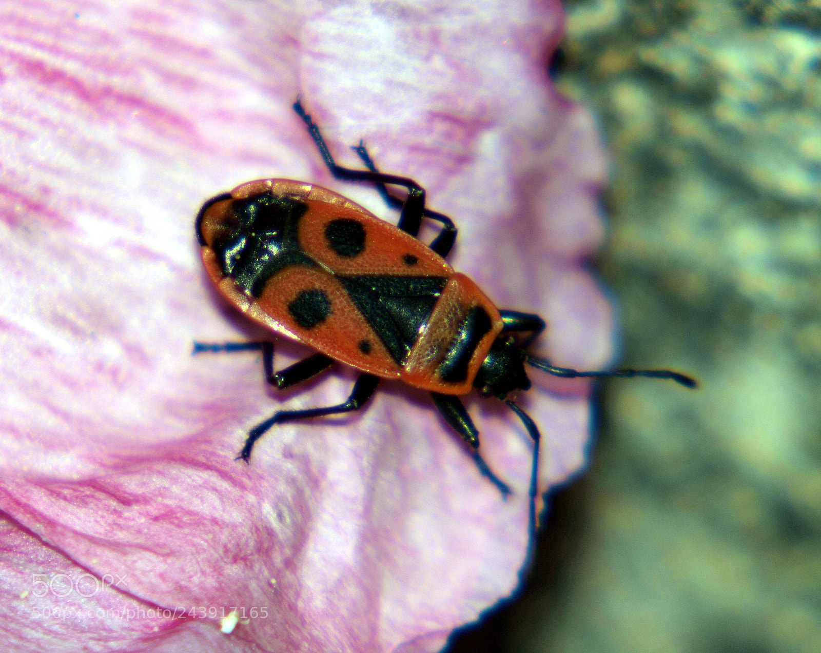 Olympus E-620 (EVOLT E-620) sample photo. Pyrrhocoris apterus photography