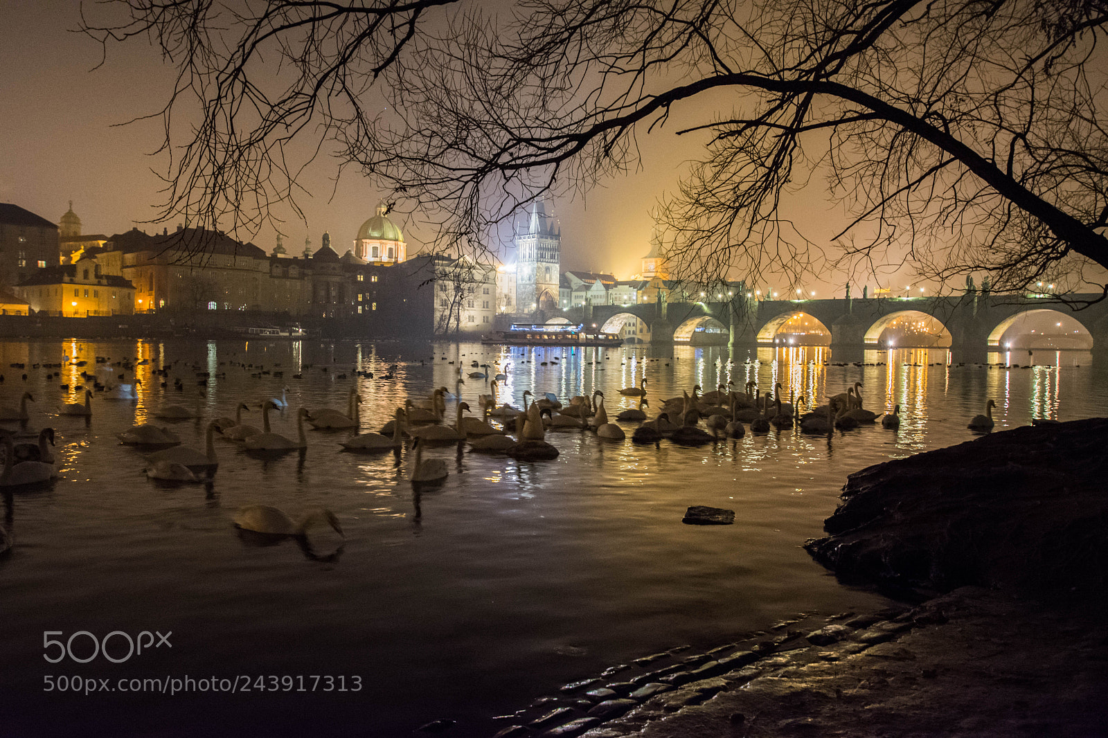 Nikon D7200 sample photo. Prague swans photography