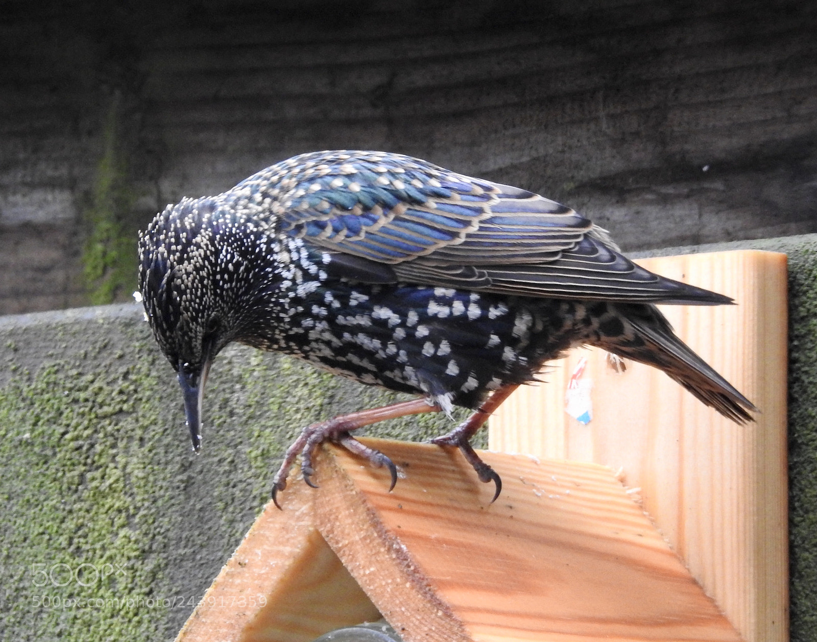 Nikon Coolpix P900 sample photo. Starling.... photography