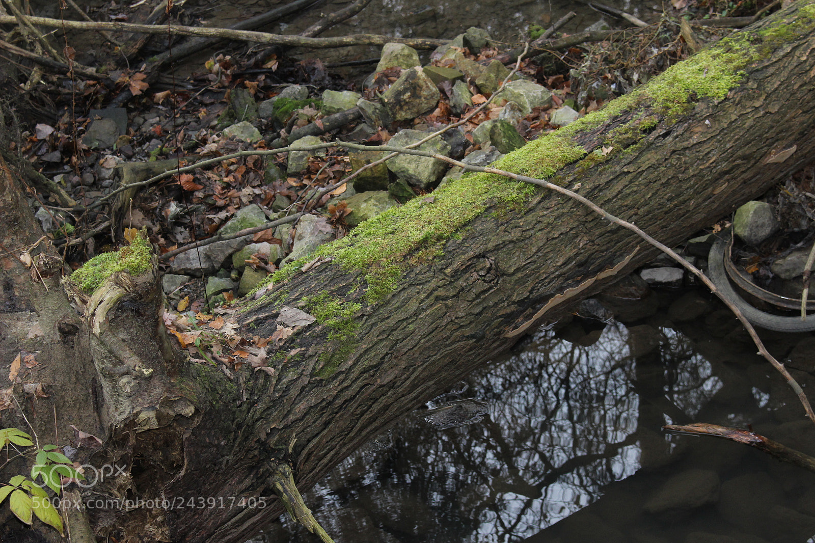Canon EOS 100D (EOS Rebel SL1 / EOS Kiss X7) sample photo. Fallen photography