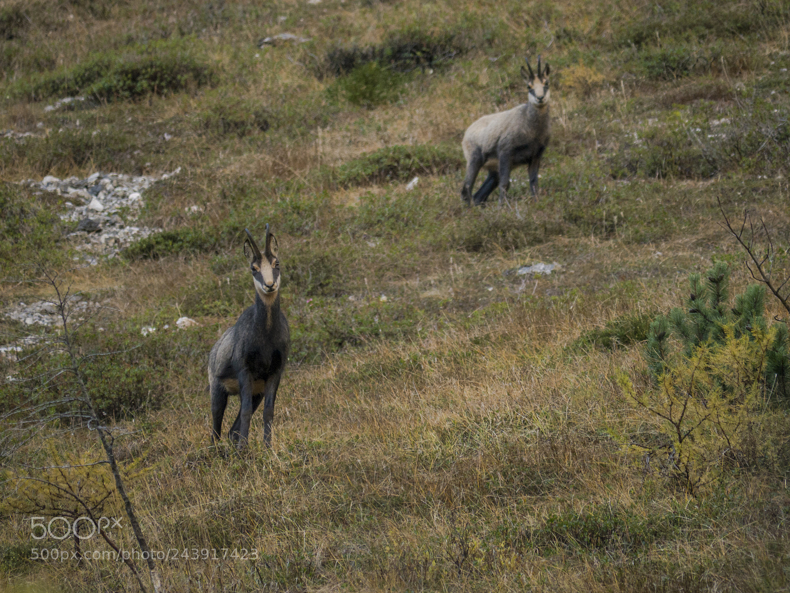 Panasonic Lumix DMC-G5 sample photo. Chamois in slovenian alps photography