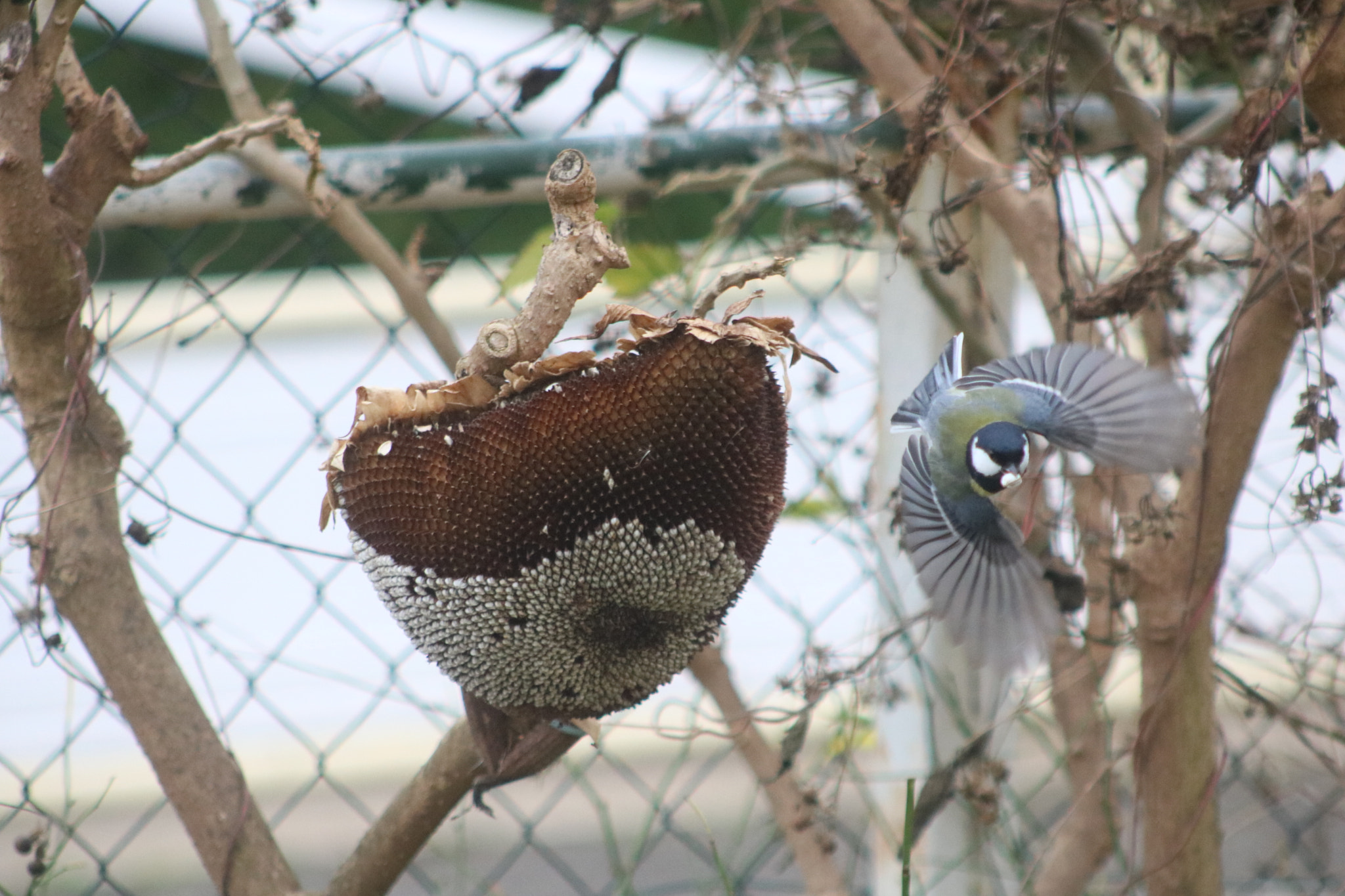 Canon EF 75-300mm f/4-5.6 USM sample photo. () photography