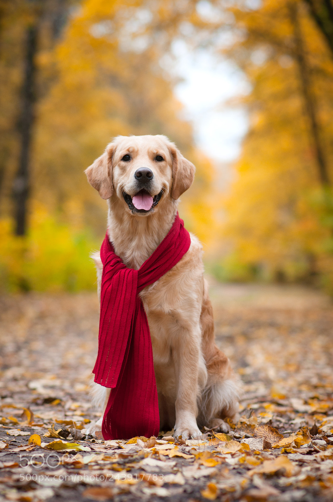 Nikon D90 sample photo. Red  scarf photography