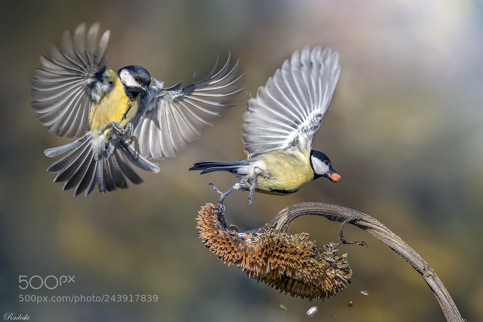 Nikon D800E sample photo. Cinciarelle in volo photography