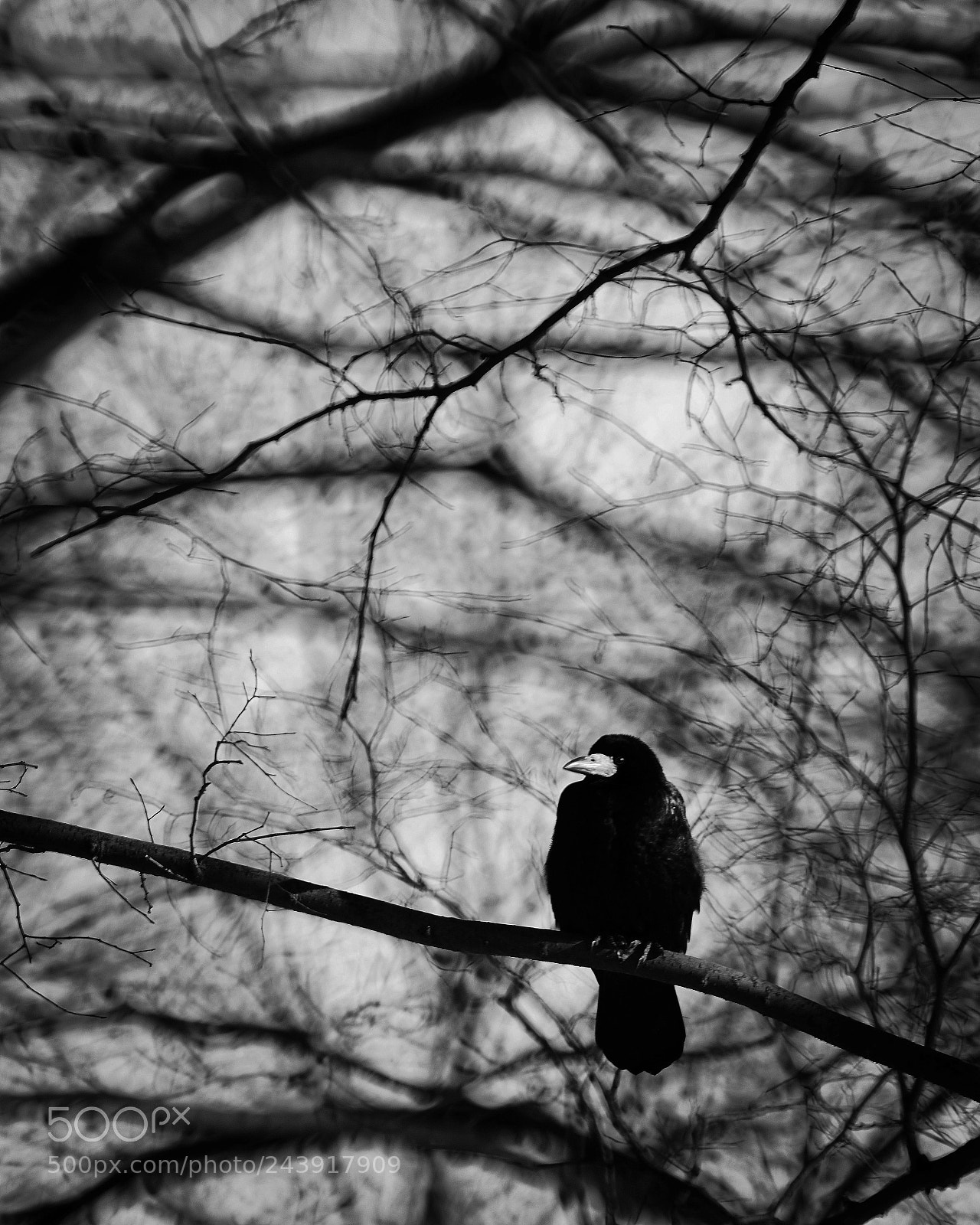 Nikon D800 sample photo. Crow, krakow, poland photography