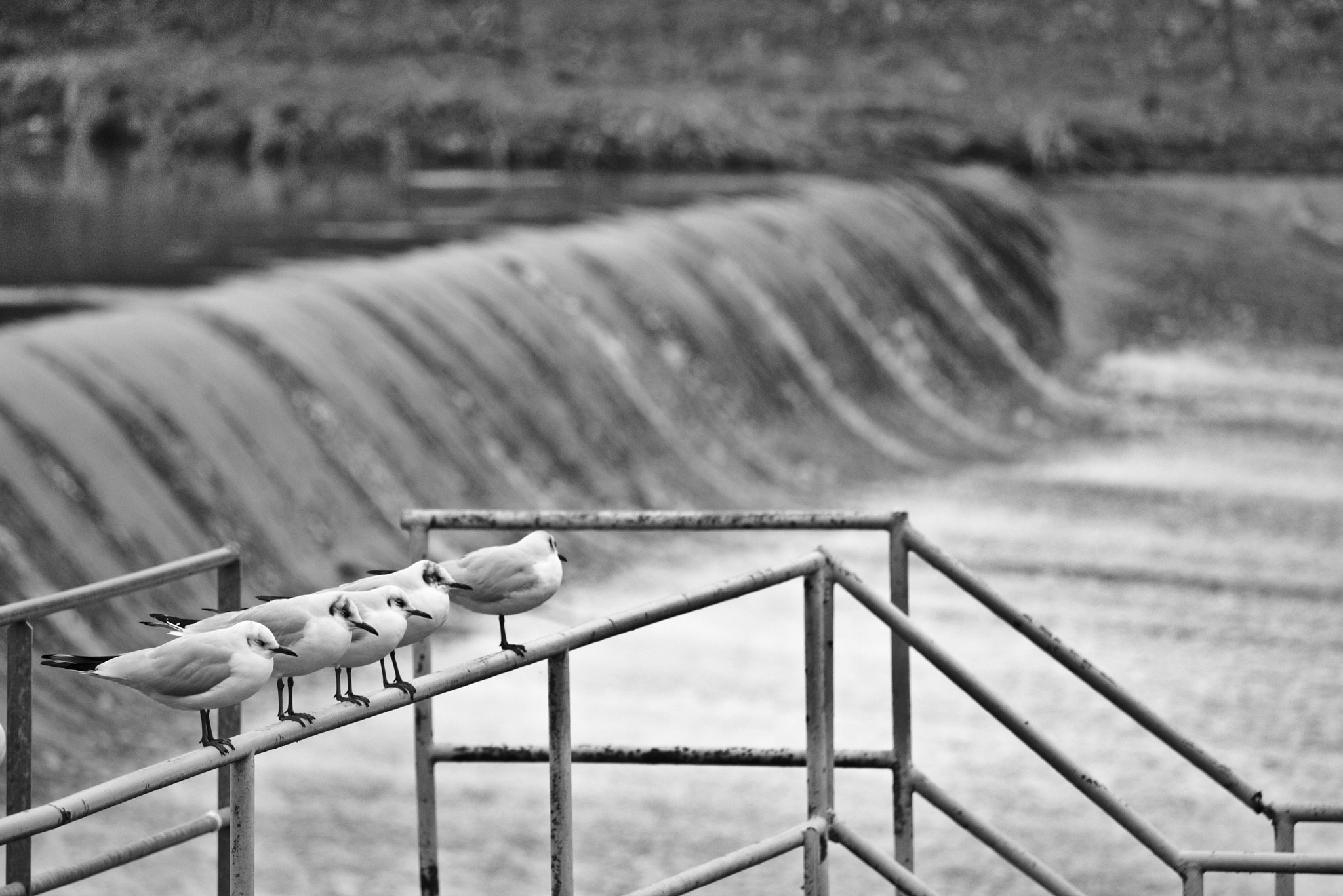 Canon EF-S 55-250mm F4-5.6 IS STM sample photo. Les mouettes patientent photography