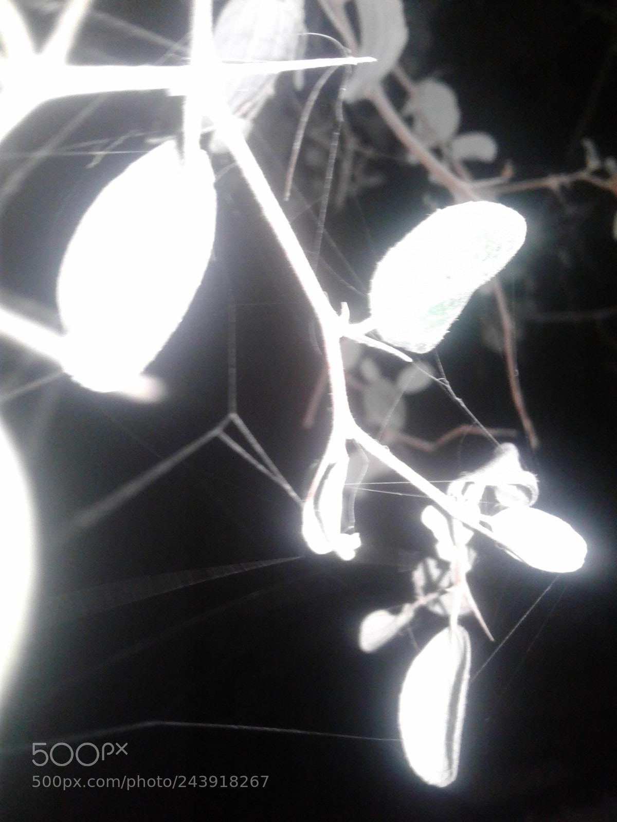 Samsung Galaxy J2 sample photo. Untitled photography