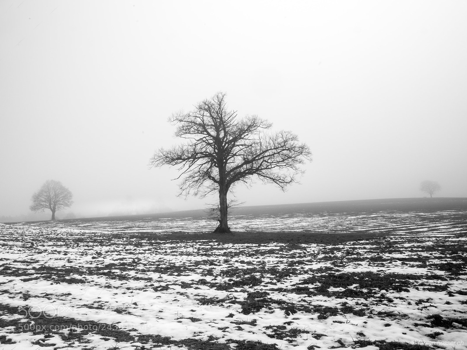 Panasonic Lumix DMC-GX8 sample photo. Three trees in the photography