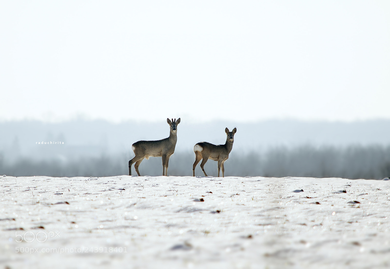 Nikon D5100 sample photo. Deer / wildlife photography