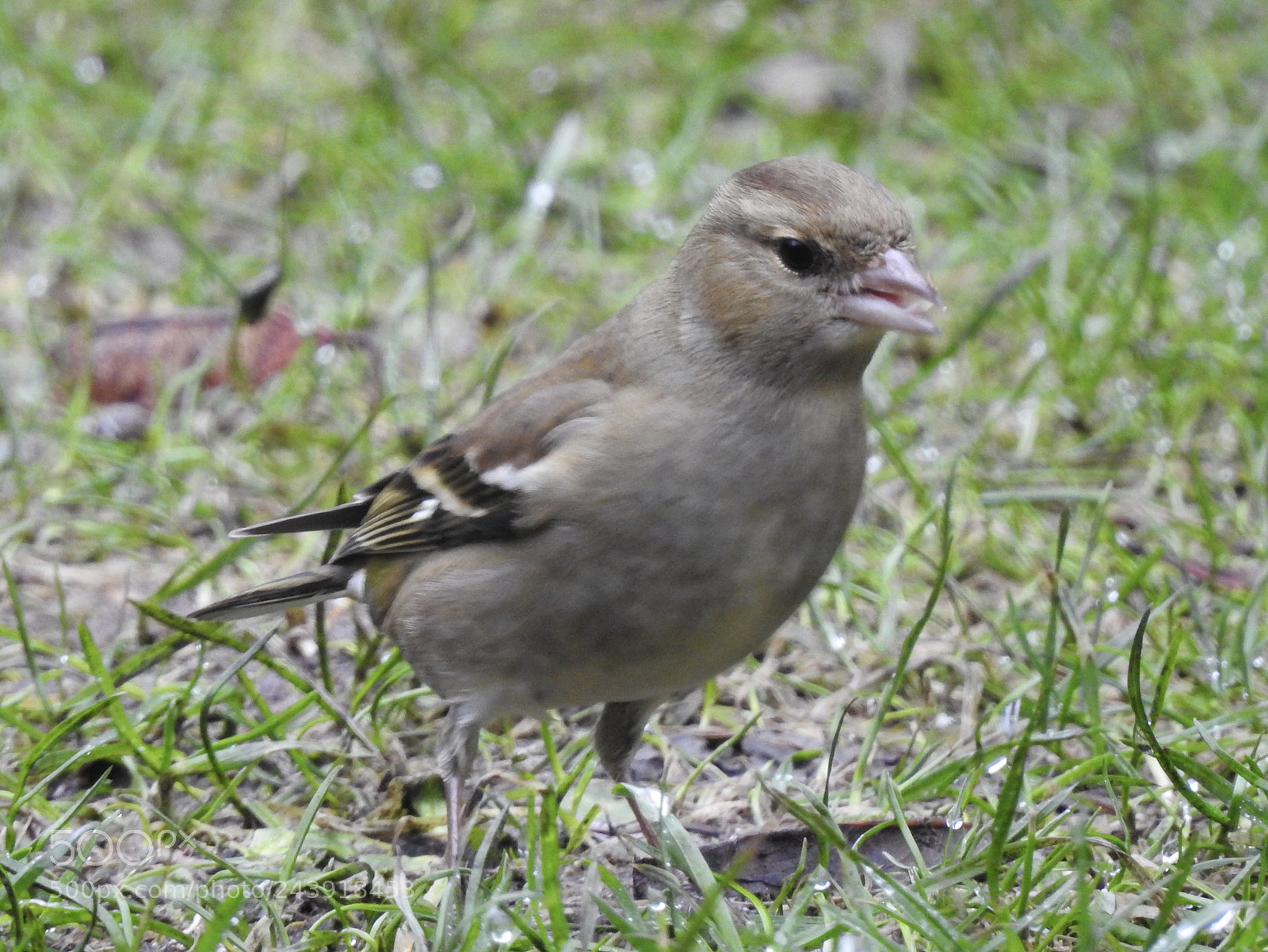 Nikon Coolpix P900 sample photo. Finch.... photography