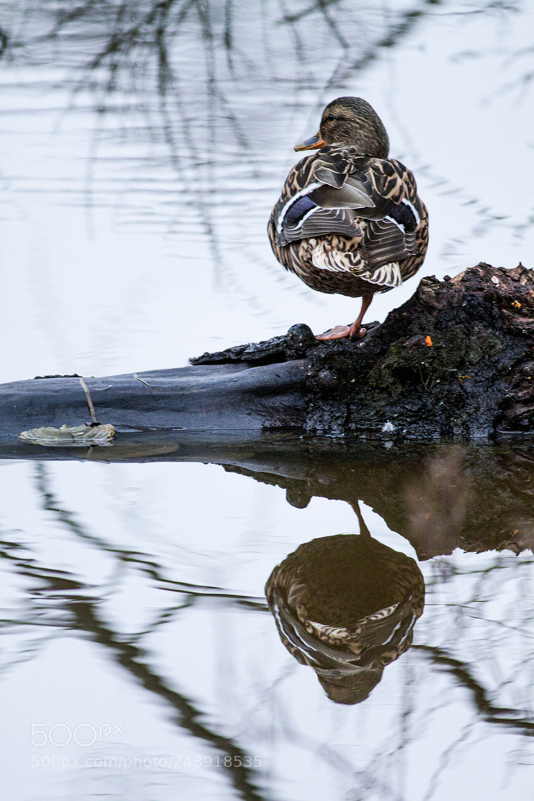 Canon EOS 50D sample photo. A mallard drake resting photography