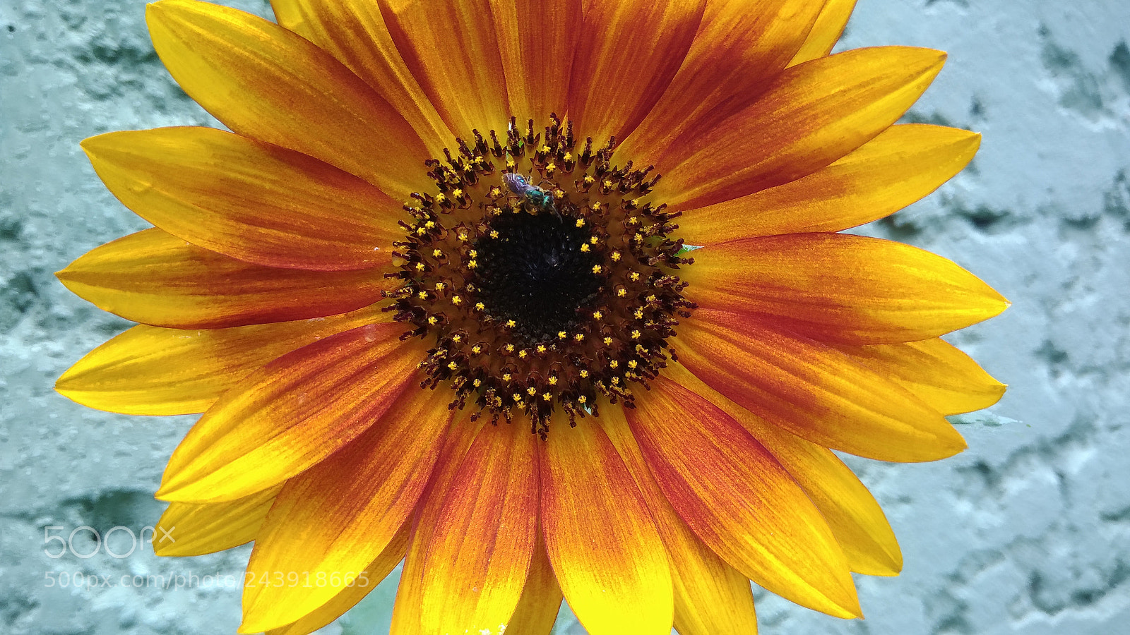 ASUS ZenFone 3 Max (ZC553KL) sample photo. Sunflower photography