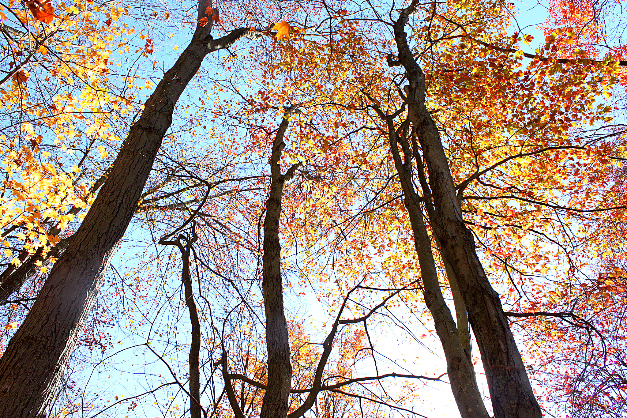 Canon EF-S 18-55mm F3.5-5.6 IS sample photo. Giants photography