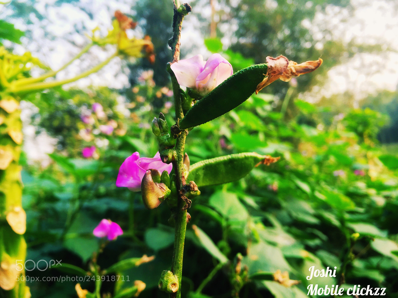Apple iPhone SE sample photo. Untitled photography