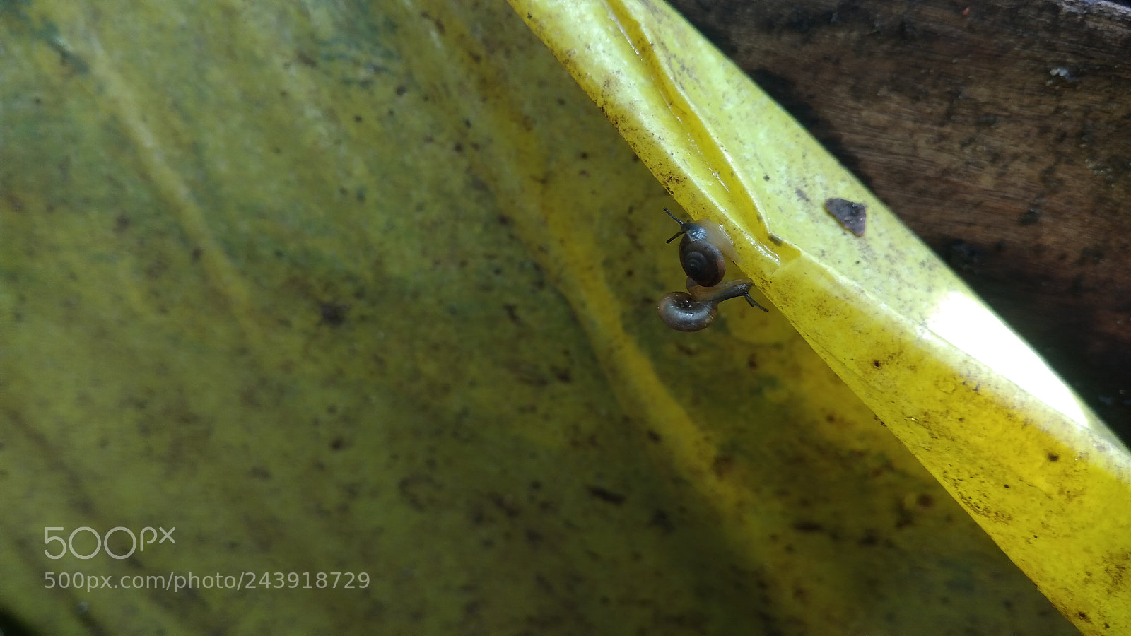 ASUS ZenFone 3 Max (ZC553KL) sample photo. Snail photography