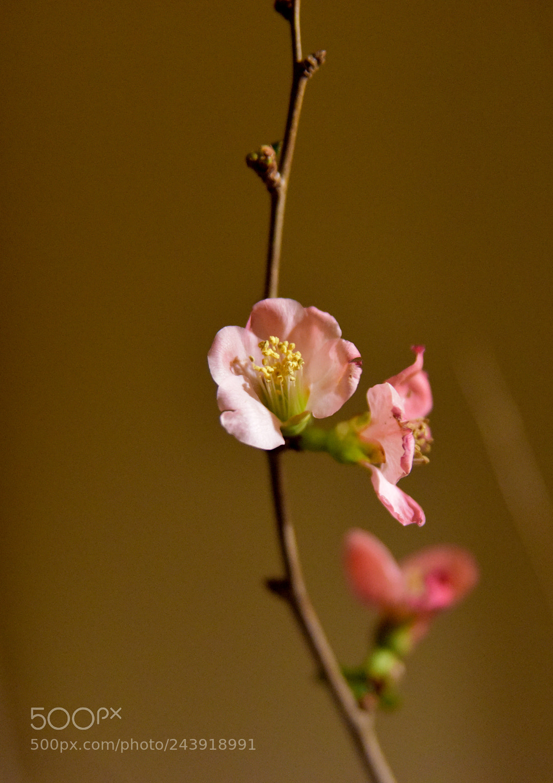 Nikon D810 sample photo. Çiçek ve dal photography