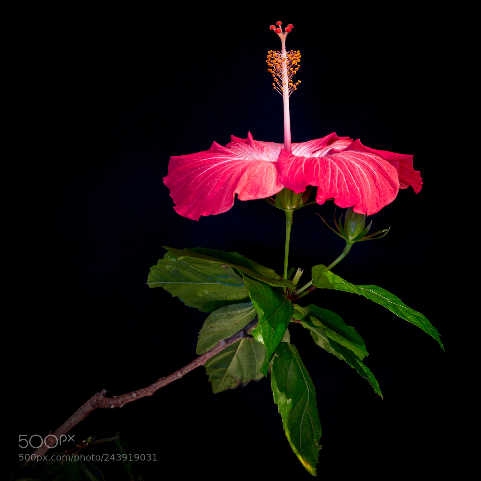 Fujifilm X-T10 sample photo. Hibiscus in winter photography