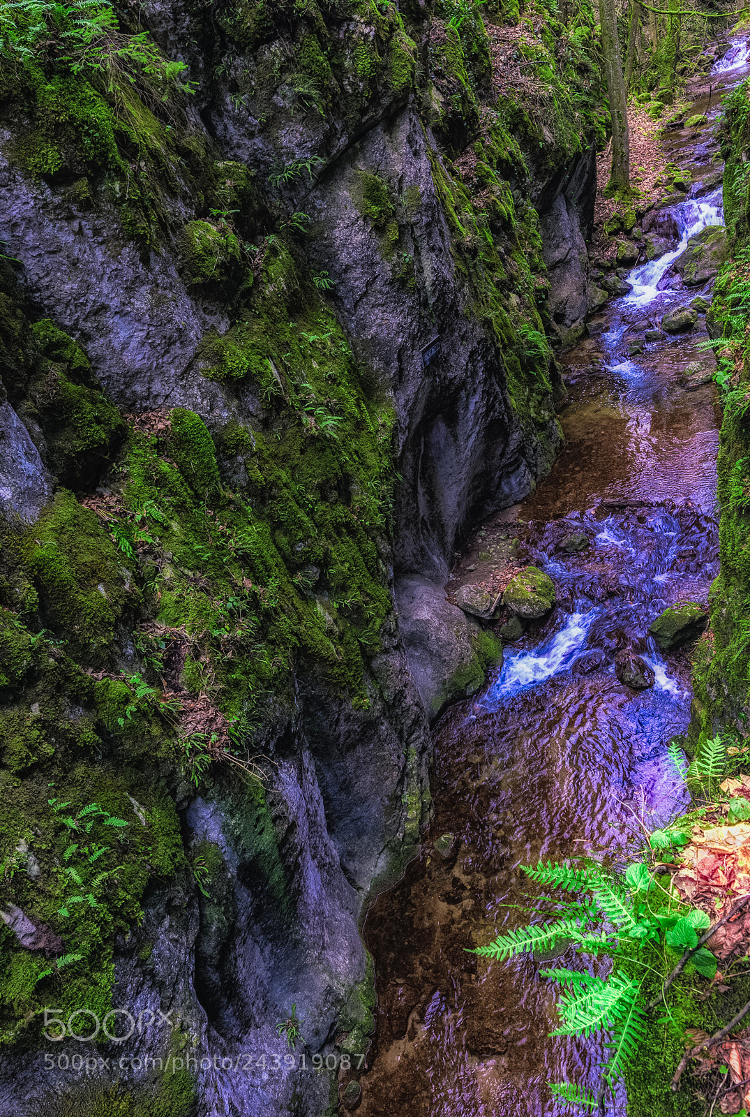 Nikon D810 sample photo. More fern photography