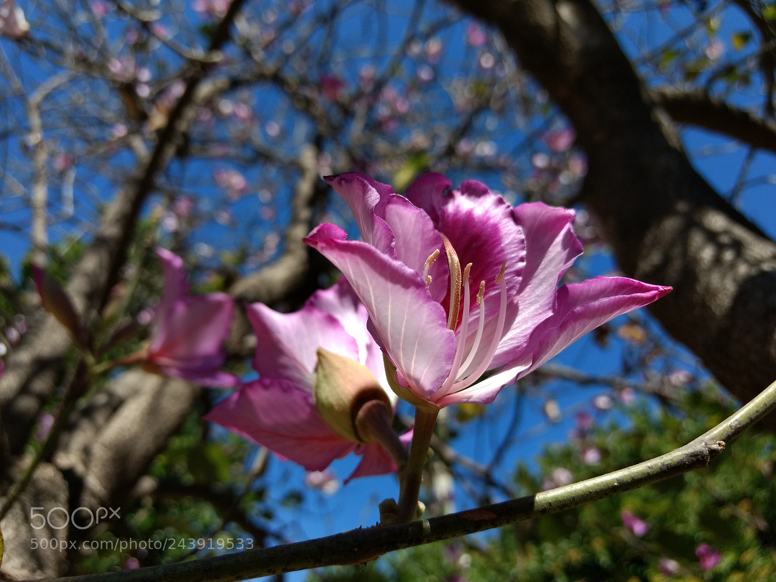 Motorola Moto G (4) sample photo. Nature photography