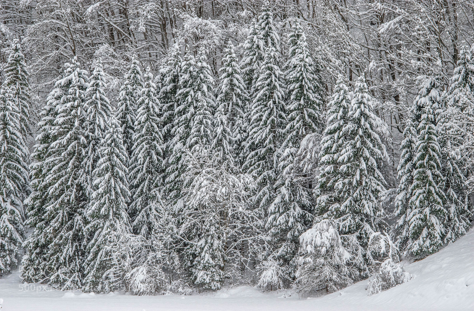Nikon D5500 sample photo. Appenzell the wonderland in photography