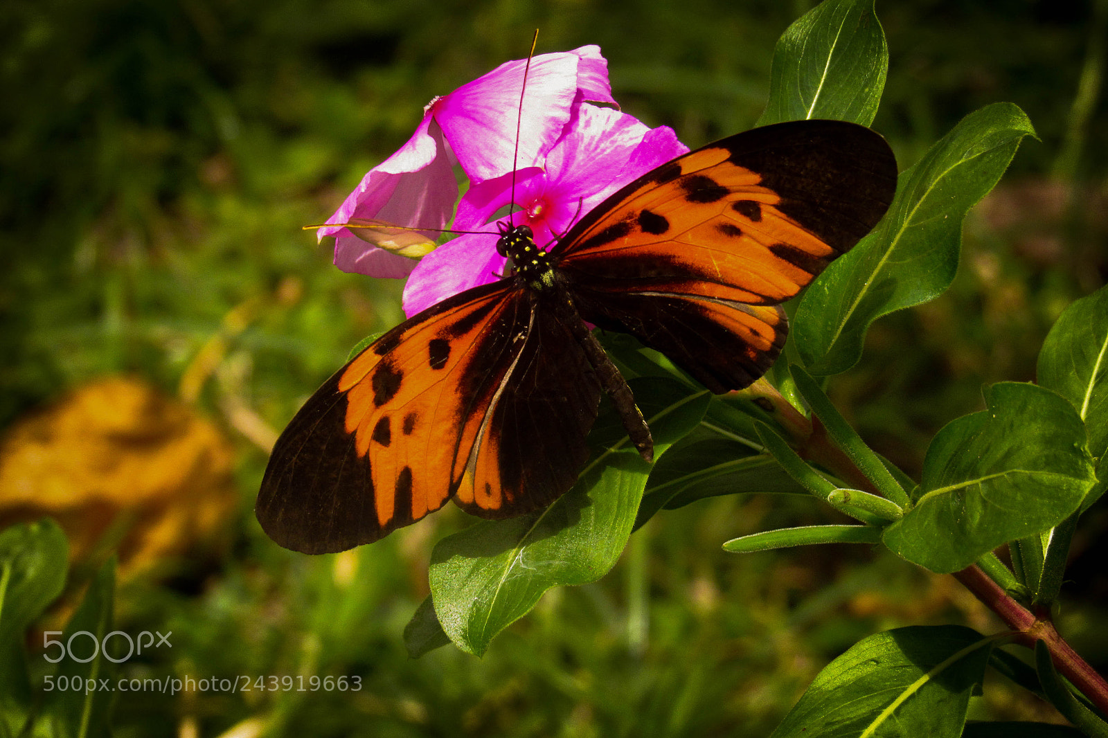 Canon PowerShot SX530 HS sample photo. Butterfly photography