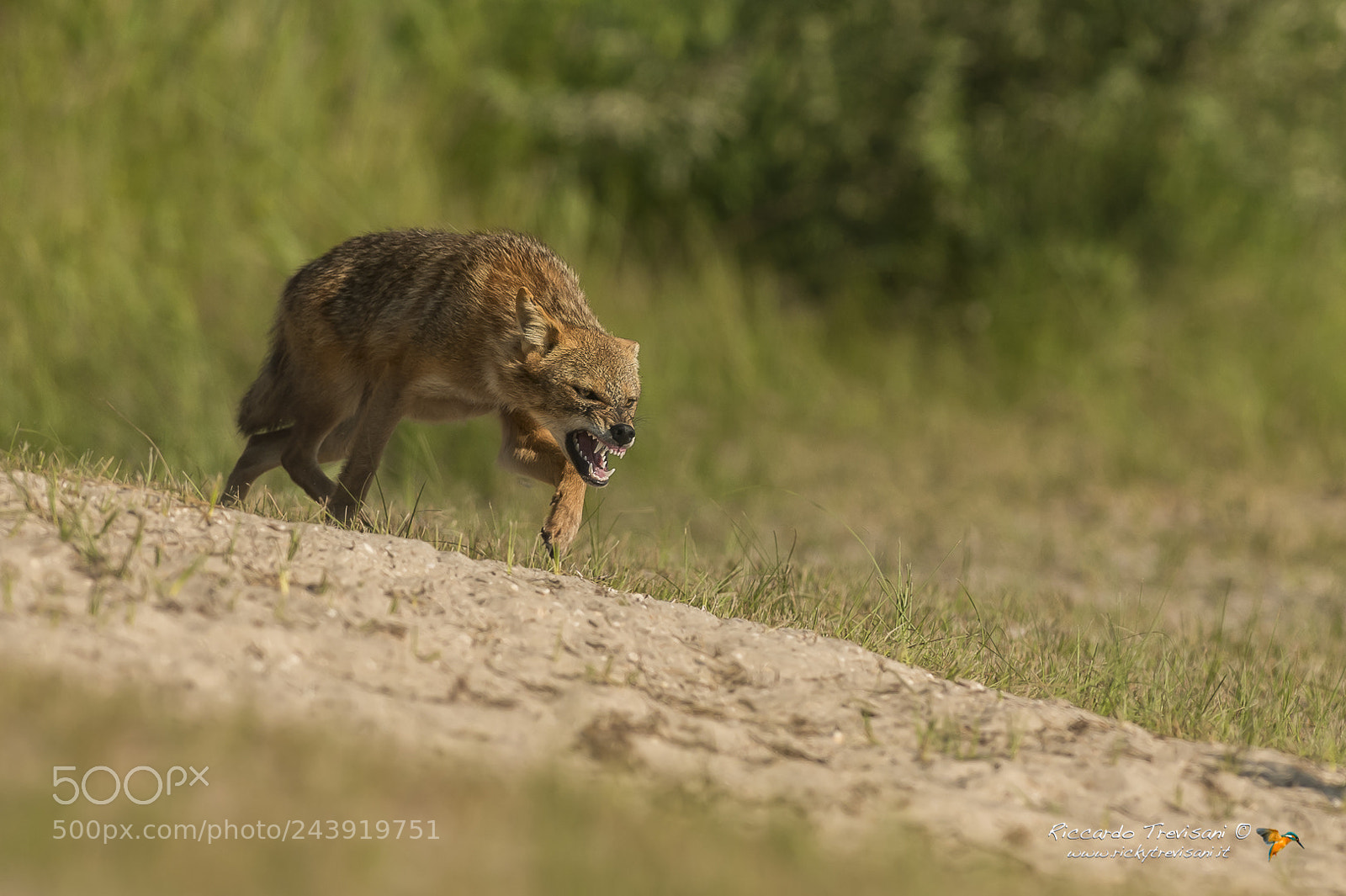 Nikon D4 sample photo. Golden jackal photography