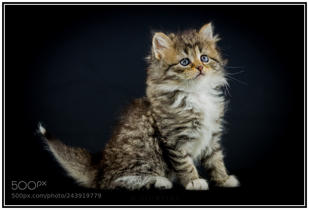 Nikon D610 sample photo. Siberian cat photography
