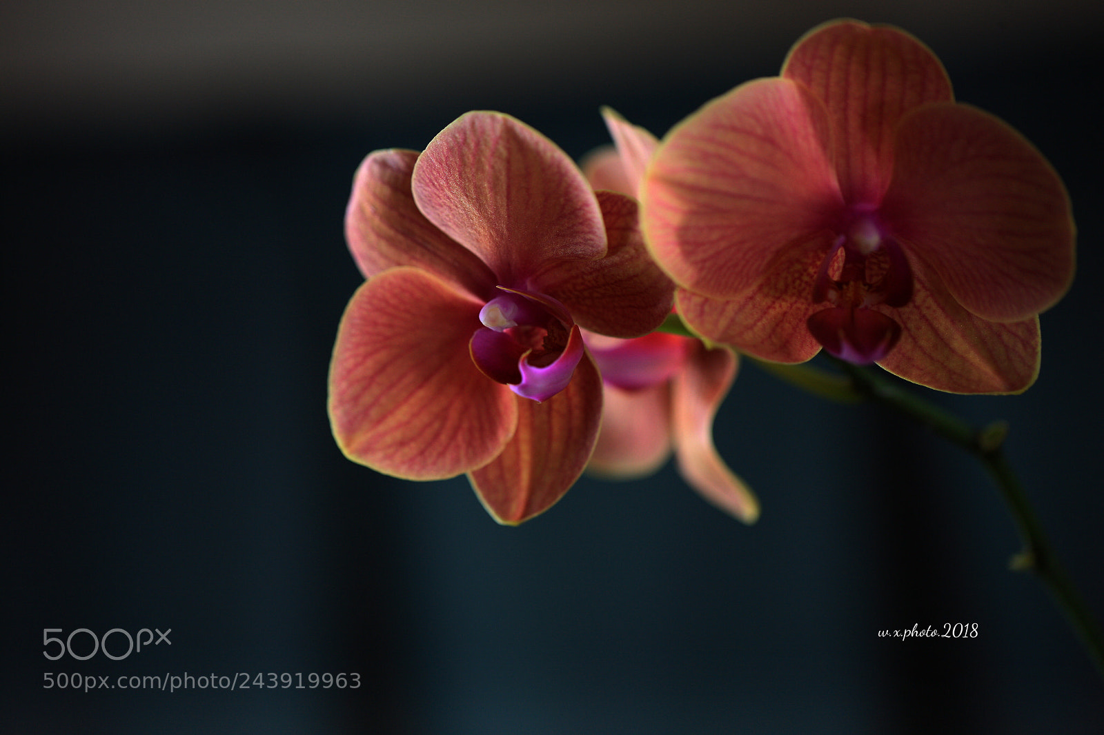Canon EOS-1Ds Mark III sample photo. Orchid photography
