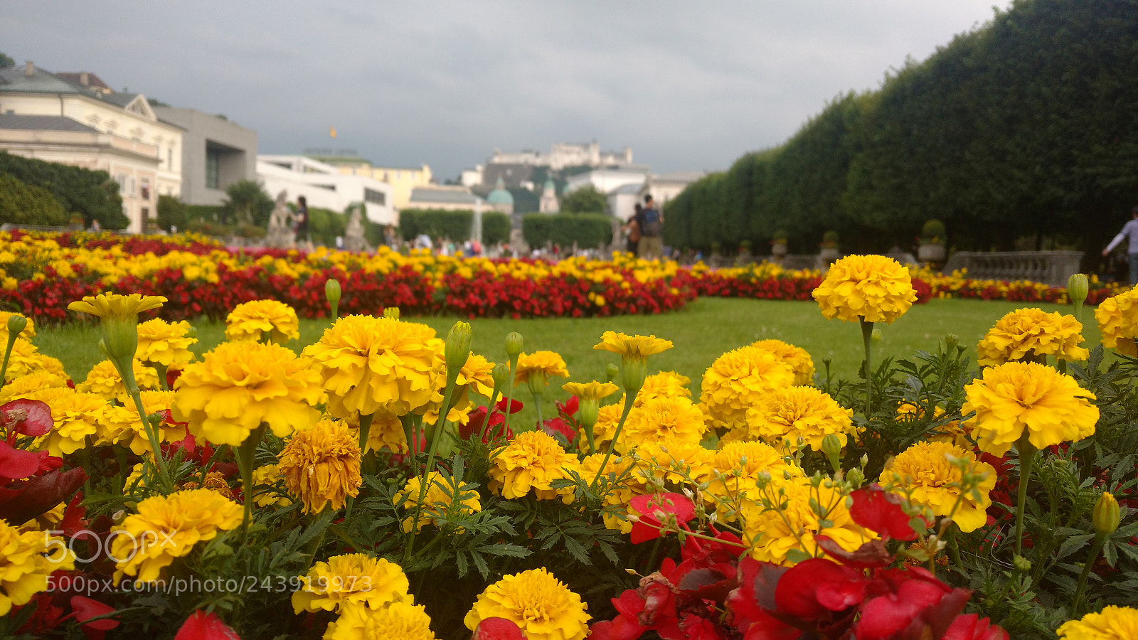 Motorola Moto X Play sample photo. Flowers?? photography