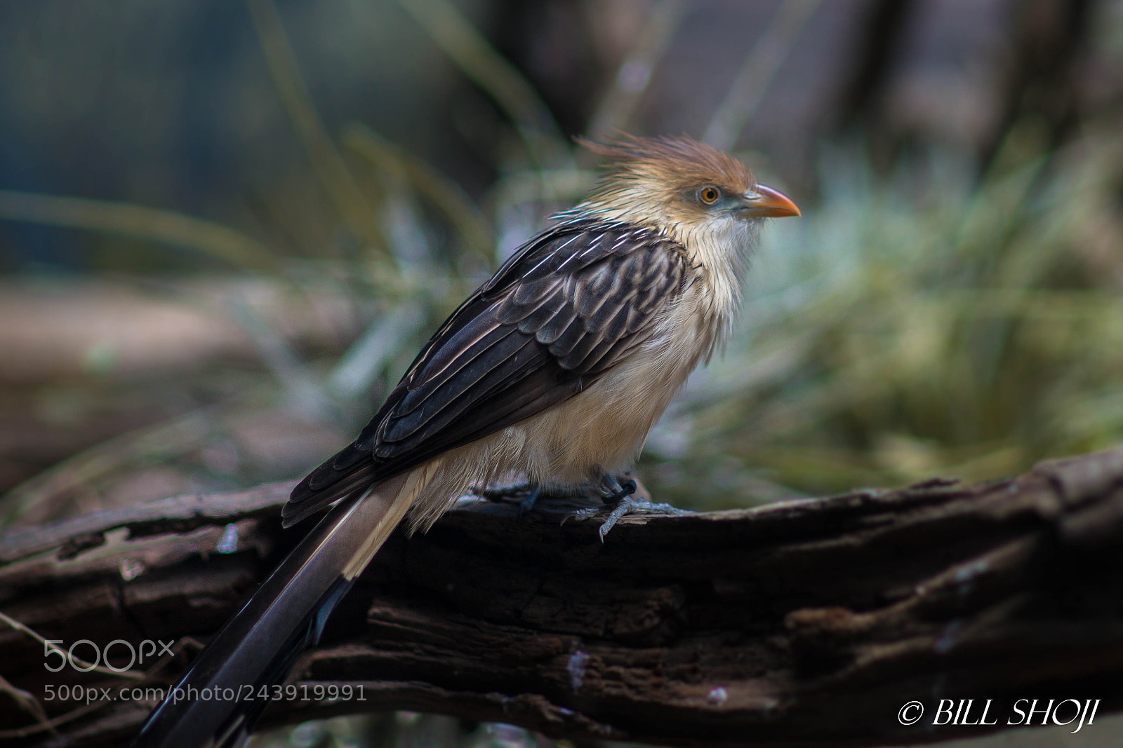 Sony SLT-A99V sample photo. Guira cuckoo photography